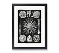Echinoida Sea Urchin Vol.2 By Ernst Haeckel Vintage Framed Wall Art Print, Ready to Hang Picture for Living Room Bedroom Home Office Décor, Black A4 (34 x 25 cm)