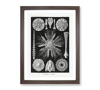 Echinoida Sea Urchin Vol.2 By Ernst Haeckel Vintage Framed Wall Art Print, Ready to Hang Picture for Living Room Bedroom Home Office Décor, Walnut A4 (34 x 25 cm)