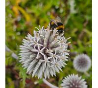 Echinops Arctic Glow White Globe Thistle 3 Plug Plants