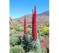 Echium Wildpretii Plug Plant Rare Red Echium