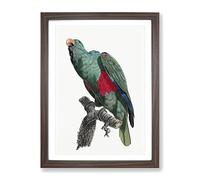 Eclectus Parrot By F. Levaillant Vintage Framed Wall Art Print, Ready to Hang Picture for Living Room Bedroom Home Office Décor, Walnut A2 (64 x 46 cm)