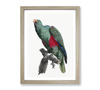 Eclectus Parrot By F. Levaillant Vintage Framed Wall Art Print, Ready to Hang Picture for Living Room Bedroom Home Office Décor, Oak A4 (34 x 25 cm)