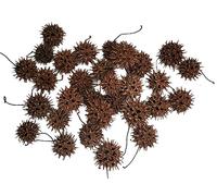 Eco Animal Pet Products Sweet Gum Tree Seed Pods - All Natural Bioactive Ball Accessories for Isopods, Reptiles, Amphibians, and Shrimp (Pack of 30) 5 OZ