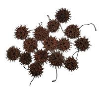 Eco Animal Pet Products Sweet Gum Tree Seed Pods - All Natural Bioactive Ball Accessories for Isopods, Reptiles, Amphibians, and Shrimp (Pack of 15) 4 OZ