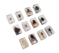 Eco-Friendly 12 Pcs Bug Specimens in Clear Resin for Science Fun