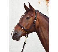 Economy Headcollar and Leadrope Set - Cob - Black