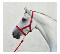 Economy Headcollar and Leadrope Set - Pony - Red