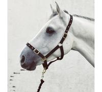 Economy Webbing Headcollar - Cob - Navy