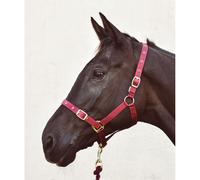 Economy Webbing Headcollar - Pony - Burgundy