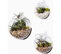 Ecosides Mixed Set of 3 Wall Bubble Terrarium,Hanging Wall Planter,Wall Mounted Plant Container,Indoor Plants Holders,Clear Glass Vase for Flowers,Wall Mounted Planters for Succulents Air Plant