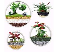 Ecosides Set Of 4 White Round Wall Hanging Plant Terrarium Air Plant Holder Wall Hanging Container Succulent Plant Pots In Mixed Size,White,Constructive23