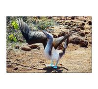 Ecuador Blue-Footed Boobie Galapagos Jigsaw Puzzle for Adults 200 Piece Travel Gift Souvenir 35x25CM