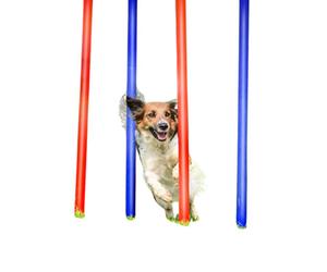 EDCO Maxxpro Agility Slalom Set For Dog Training - 4 Poles With Carry Bag