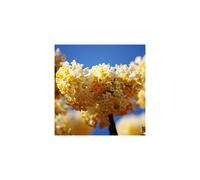 Edgeworthia chrysantha Grandiflora 'Paperbush' 2 year old plant 30-40cm tall