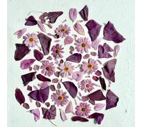 Edible Flowers - Freeze Dried 'Arabella' mix of Pink Daisy, Cosmos, Burgundy Sorrel and Butterfly Sorrel Leaves - Certified Food Grade (568)