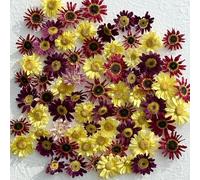 Edible Flowers - Freeze Dried Multicoloured Daisy (Biden) - 20 Heads - Certified Food Grade (583)
