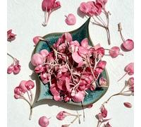 Edible Flowers - Freeze Dried Pink Apple Blossom Flower Heads - 600ml - Certified Food Grade (460)