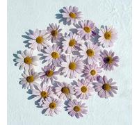 Edible Flowers - Freeze Dried Pink Daisy (Biden) - 20 Heads - Certified Food Grade (481)