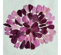 Edible Petals - 400ml - Freeze Dried Cosmos - Certified Food Grade (572)