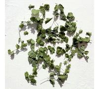 Edible Salad Burnet Leaves - 600ml - Freeze Dried - UK Product - Certified Food Grade (525)