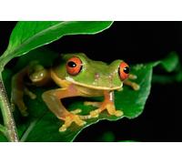 Edition Colibri 10026 3D Lenticular Postcard / 3D Postcard Frog: Red Eye Frog