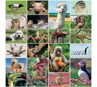 Edition Colibri 20 FUNNY ANIMALS Postcard set of 20 funny animals, all different postcards size: 5.8 x 4.1 inch/perfect for Collectors or postcrossing