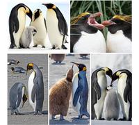 Edition Colibri 3D Postcard with Flip Image King Penguin Pair