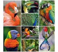 Edition Colibri 40 Animal Postcards Exotic Birds (8 Designs of 5 Pieces = 40 Pieces) - Postcard Set Animals for Children Postcrossing etc.