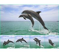 Edition Colibri Dolphin Jump Lenticular Postcard with flip/Moving Effect of Two Dolphins in The Open sea