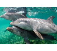 Edition Colibri Dolphins Under Water 3D Lenticular Postcard / Hologram Card of Dolphins Underwater (10041)