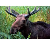 Edition Colibri Elk 3D Postcard/Lenticular Card (10057)