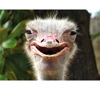 Edition Colibri Funny Animal Postcard Set - 3 Postcards / Greeting Cards - Multicolor Animal Print - General Sentiment - 14.8 x 10.5 cm - Modern Style