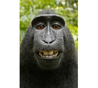 Edition Colibri Funny Monkey Lenticular Postcard with Interchangeable Image / Wobble Effect (10138)