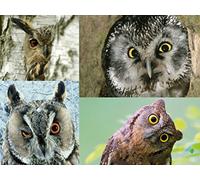 Edition Colibri Postcard Set Birds Owls (UHU, WALDOHREULE, OWL (4 Postcards) - Ideal for Collectors and Postcrossing