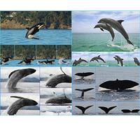 Edition Colibri Sea Creatures Lenticular Postcard Set with Moving Images (4 Postcards of Dolphins/Sperm Whales/Humpback Whales/Killer Whales)