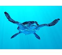Edition Colibri Sea Turtle Lenticular Postcard with Interchangeable Image / Wobble Card (Flip) (10213)