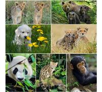 Edition Colibri Set of 7 lenticular postcards with 3D effect of animal babies (panda bear, monkey, chimpanzee, wild cat, lion, cheetah, dog, golden retriever)