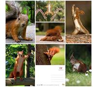 Edition Colibri Squirrel (7 postcards): animal postcard set with 7 different fun squirrel motifs