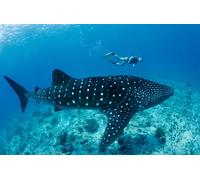 Edition Colibri Whale Shark with Diver 3D Lenticular Postcard/Hologram Postcard Sharks (10040)