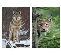 Edition Colibri Wolf & Luchs Postcards, Animal Postcards, Postcards, Animals from Germany (10638)