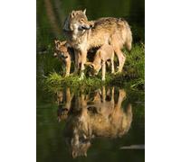 Edition Colibri 'Wolves 3D Postcard Wolf Family at Sea