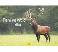 Edition Seidel Premium Calendar Animals in the Forest 2026 Format DIN A4 Wall Calendar Worldwide Nature Fox Hedgehog Deer Squirrel Wild Boar Wild Animal Forest Animal