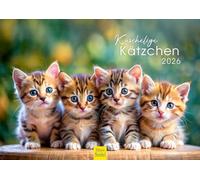 Edition Seidel Premium Calendar Cuddly Kittens 2026 Format DIN A4 Wall Calendar Cat Calendar Pets Kitten Cat Cat Kitten