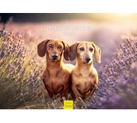 Edition Seidel Premium Calendar Dachshund Glances 2026 Format DIN A3 Wall Calendar Dog Calendar Dog Puppy Dog Breed Pet Hunting