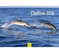 Edition Seidel Premium Calendar Dolphins 2026 Format DIN A5 Wall Calendar Animal Calendar Dolphin Wales Orcas Mammals Sea Ocean