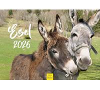 Edition Seidel Premium Calendar Donkey 2026 Format DIN A3 Wall Calendar Donkey Calendar House Donkey Mare Stallion Foal Mammal Farm