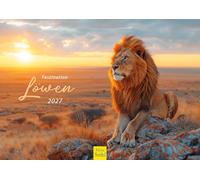 Edition Seidel Premium calendar fascination for lions 2027 DIN A4 format German wall calendar Africa wild animal Raubtier feline lion big cat Lion