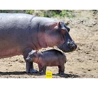 Edition Seidel Premium Calendar Fascination Hippos 2026 Format DIN A5 Wall Calendar Animal Calendar Africa Hippo Large Hippopotamus Nile Predators Wild Animals