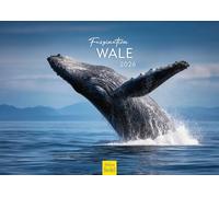 Edition Seidel Premium Calendar Fascination Whales 2026 Format DIN A3 Wall Calendar Animals Whale Young Animal Ocean Sea Nature Sea World