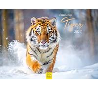 Edition Seidel Premium calendar fascination with tigers 2027 format DIN A4 German wall calendar Africa Asia tiger family breeding cats large cats predators wild animals